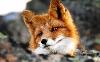 Опыт лисицы Притча про выбор своего места в жизни